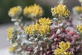 Broadleaf stonecrop, Sedum spathulifolium Cape Blanco, yellow flowering plants